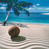 'Fv0966, Tom Szuba; Coconut Sitting On A Beach'