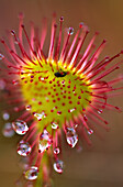 Sundew With Digested Food, British Columbia