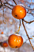 Apples Frozen On A Tree.