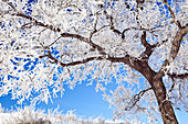 Artist's Choice: Hoar Frost Covering Tree On Clear Winter Morning, Winnipeg, Manitoba