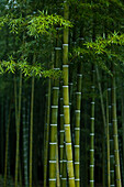Bamboo Forest, Arashiyama, Kyoto, Japan