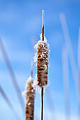 Cattails (Bullrush) Covered In Frost, Close Up. Assiniboine Forest Marsh, Winnipeg, Manitoba, Canada.