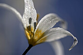 Avalanche Lily, Erythronium Montanum. Hurricane Ridge, Olympic Peninsula, Washington, Usa.