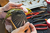 Scarlet Tanager (Piranga Olivacea) Female Has Wing Inspected During Fall Bird Banding To Help Monitor Migration & Population Trends, Haldimand Bird Observatory, S. Ontario, Canada.