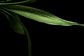 Water Beads On Green Foliage Over Black Background, Otterburn Park, Quebec