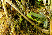 'Green Frog (Rana Clamitans); Pointe-Des-Cascades Quebec Canada'