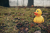 'Wet Rubber Duck On A Lawn; Otterburn Park, Quebec, Canada'