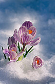 Krokusblüte, die durch den Schnee guckt Frühlingsporträt