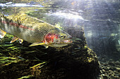 Rainbow Trout In The Kulik River, Katmai National Park, Southwestern Alaska, Summer