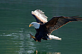 Close Up Of A Bald Eagle Catching A Fish Out Of The Inside Passage Waters Of Southeast Alaska