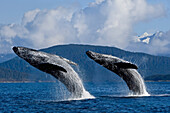 Two Humpback Whales Breach From The Waters Of Lynn Canal, Inside Passage, Southeast Alaska, Summer. Composite