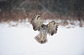 Barred Owl Swoops Down To Land In Snow, Ontario, Canada, Winter