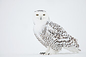 Snowy Owl On Snow, Saint-Barthelemy, Quebec, Canada, Winter