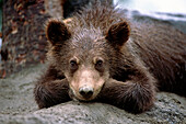 Grizzly Bear Cub Laying On Ground Alaska Wildlife Conservation Center Sc Alaska Summer Captive