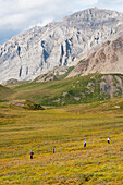 Mature Hikers Walk Through Tundra Above The Marsh Fork Of The Canning River Valley In The Brooks Range, Arctic National Wildlife Refuge, Alaska, Summer