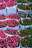 Large bunches of tulips for sale in the flower market, Amsterdam, Holland.