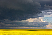 'Storm clouds gather over a sunlit canola field in southern Alberta; Alberta, Canada'