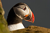 'Portrait of a colorful puffin; Iceland'