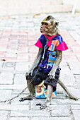 Pet Monkey Busking, Kuta, Bali, Indonesia
