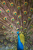 'Male Peacock (pavo cristatis) displaying in Albuquerque Zoo; Albuquerque, New mexico, United States of America'