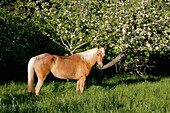 Livestock - A Palomino horse stands near a blooming apple tree in early evening light / near Fort Bragg, California, USA.