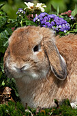 Livestock - Closeup of a Holland Lop rabbit with flowers in the background / Torrington, Connecticut, USA.