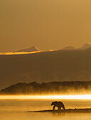 'Brown bear (ursus arctos) along the shore of Naknek lake as the morning sun attempts to burn off the fog over the water, Katmai National Park; Southwest Alaska, United States of America'
