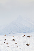 'A herd of caribou (Rangifer tarandus) migrate over the snow covered tundra, Philip Smith mountains of the Brooks range; Alaska, United States of America'