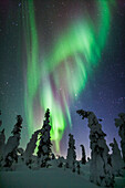 Aurora borealis over snow covered spruce trees, interior Alaska.