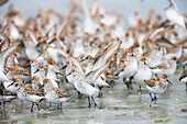 Flock of shorebirds, dominated by Western sandpipers, on the shores of Hartney Bay, Copper River Delta, Prince William Sound, Alaska