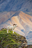 Dall sheep ram on a rock outcrop that overlooks the Polychrome mountains of the Alaska range in Denali National Park, interior, Alaska.