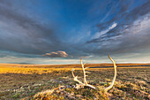 Landscape with bull caribou antlers on the summer tundra along Archimedes ridge in the Utukok uplands, National Petroleum Reserve Alaska, Arctic, Alaska.