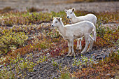 Dall sheep lambs, Atigun pass, Brooks range mountains, arctic, Alaska.