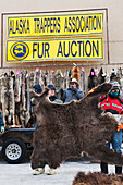 Alaska Trappers Association fur auction held in downtown Fairbanks, Alaska.