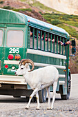 Visitors in a Denali park shuttle bus view and photograph dall sheep in Polychrome pass, Denali National Park, interior, Alaska.
