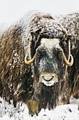 Muskox with snow covered quviut stands on the snowy tundra of Alaska's arctic north slope.