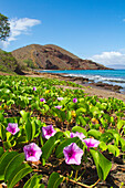 'Beach morning glory with Pu'u O'lai in background; Makena, Maui, Hawaii, United States of America'