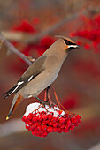 Bohemian Waxwing perches to eat in colorful Mountain Ash berries in winter in the Anchorage, Alaska area of Southcentral Alaska. Birds.