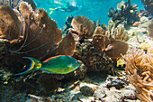 'Crystal clear underwater scenes from Laughing Bird Caye National Park; Belize'