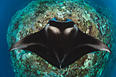 'A manta ray (Manta alfredi) gets close to the reef to be inspected by small cleaner wrasse on Manta Reef; Island of Kandavu, Fiji'