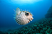 Hawaii, Maui, Spotted Porcupinefish (Diodon hystrix) swims along the ocean floor.