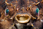 Indonesia, Close-up of the nocturnal black-blotched porcupinefish (Diodon liturosus)
