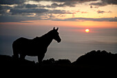 Hawaii, Big Island, horse at North Kohala Ranch at Sunset