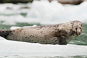 Harbor Seal (Phoca vitulina) hauled out on iceberg in front of Dawes Glacier in Endicott Arm or Tracy Arm-Fords Terror Wildernesss in Southeast Alaska