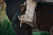 'A riding boot with spur hooked into the strap of a saddle on a horse; Malargue, Argentina'