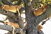 'Female lions resting in a tree at the Serengeti plains; Tanzania'