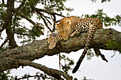'Leopard resting in a tree at serengeti plains; Tanzania'
