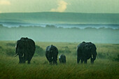 'A family of elephants struggles forward during a severe downpour at the serengeti plains; Tanzania'