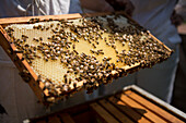 Holding a beeswax honeycomb frame crawling with honeybees from a beehive