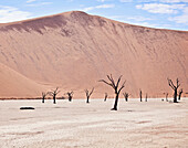 The dead trees of the Deadvlei, a salt pan in Namibia, sit beneath a towering sand dune.